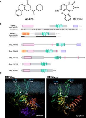 TRP drop, TRP drop: a steady patter of anti-schistosomal target illumination